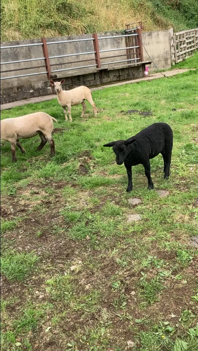 Strong ewe lambs - Image 3