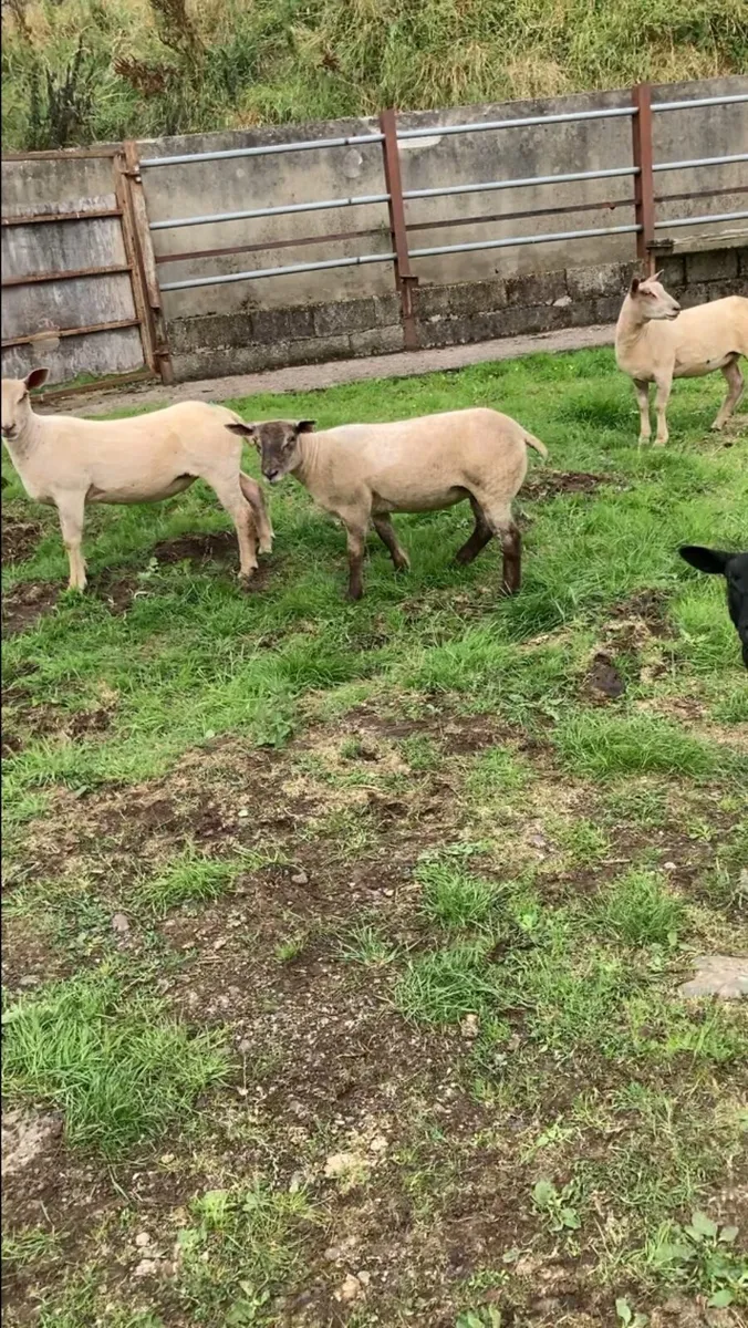 Strong ewe lambs - Image 1