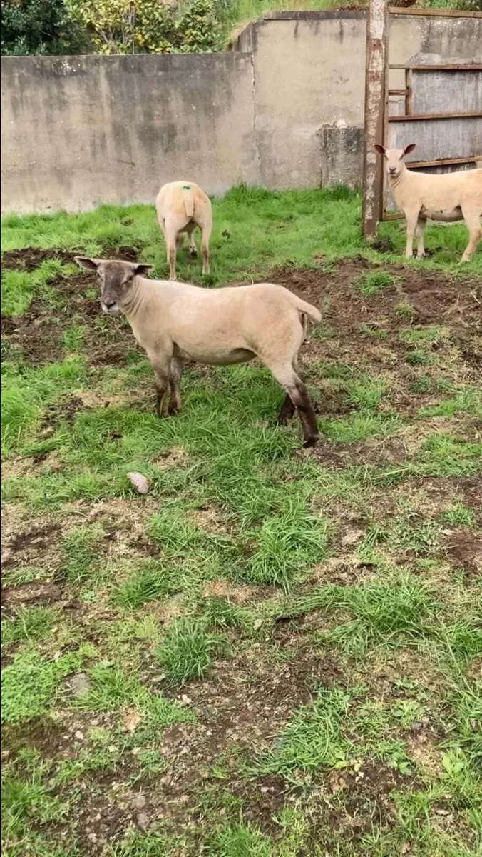 Strong ewe lambs - Image 2