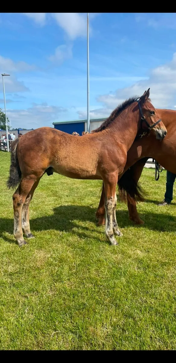 Irish draught/irish sport horse - Image 2