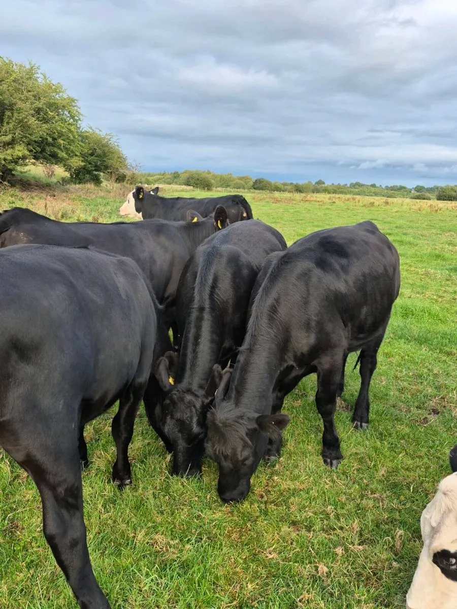 6 aax and Hex heifers - Image 2
