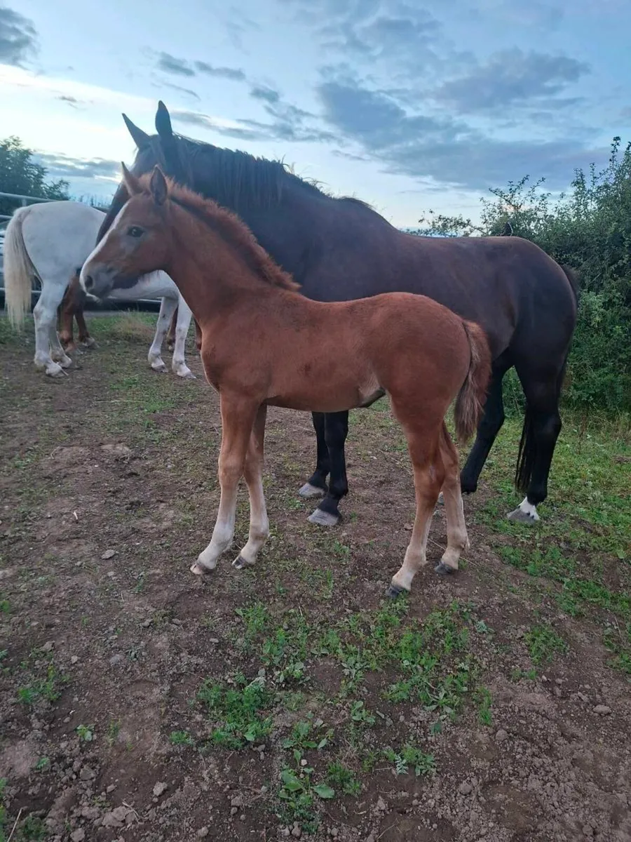 Irish draught/irish sport horse - Image 3