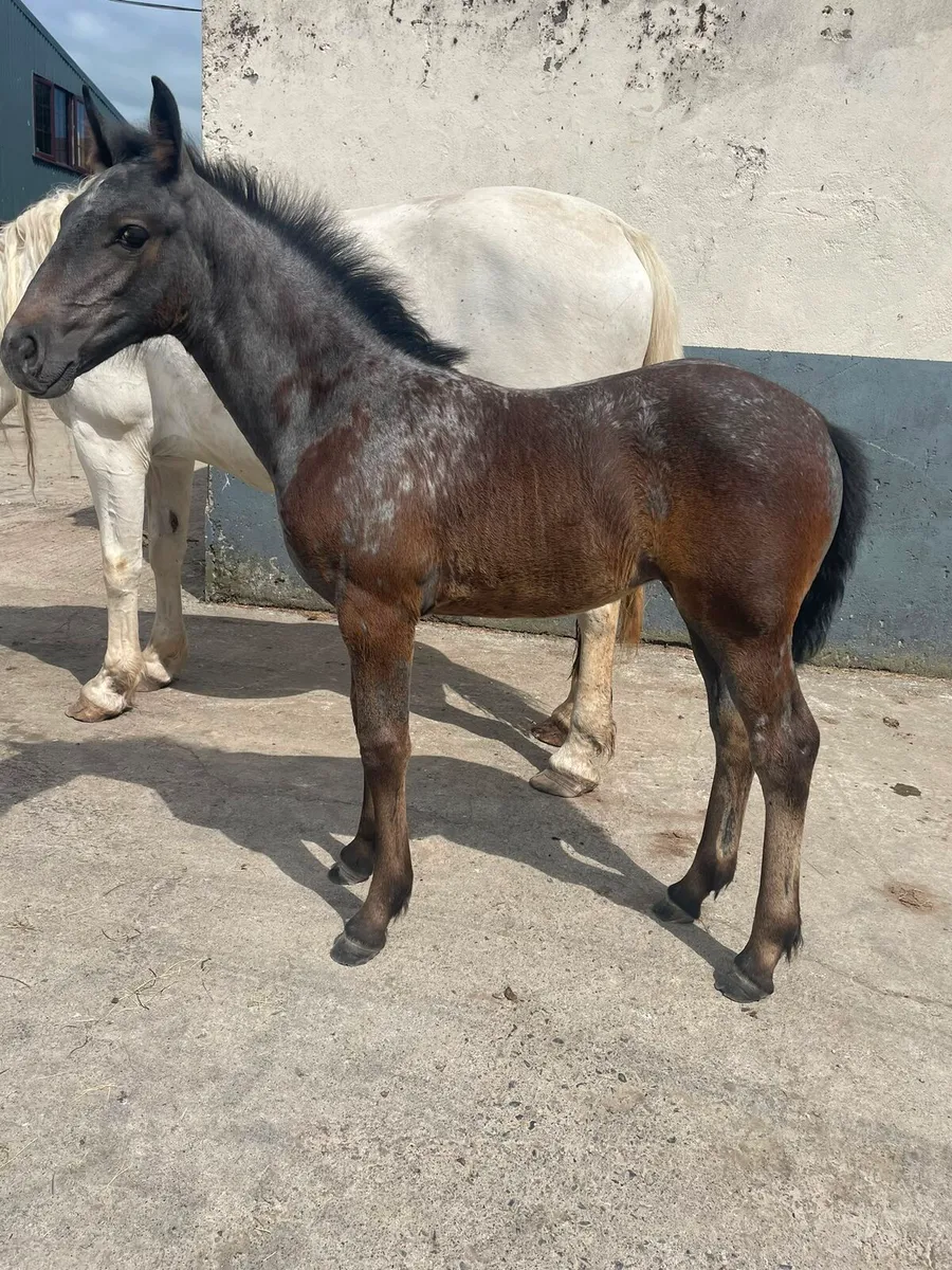 Irish draught/irish sport horse - Image 4