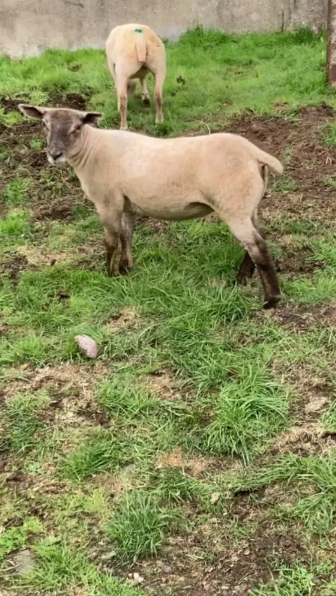 Strong ewe lambs - Image 4