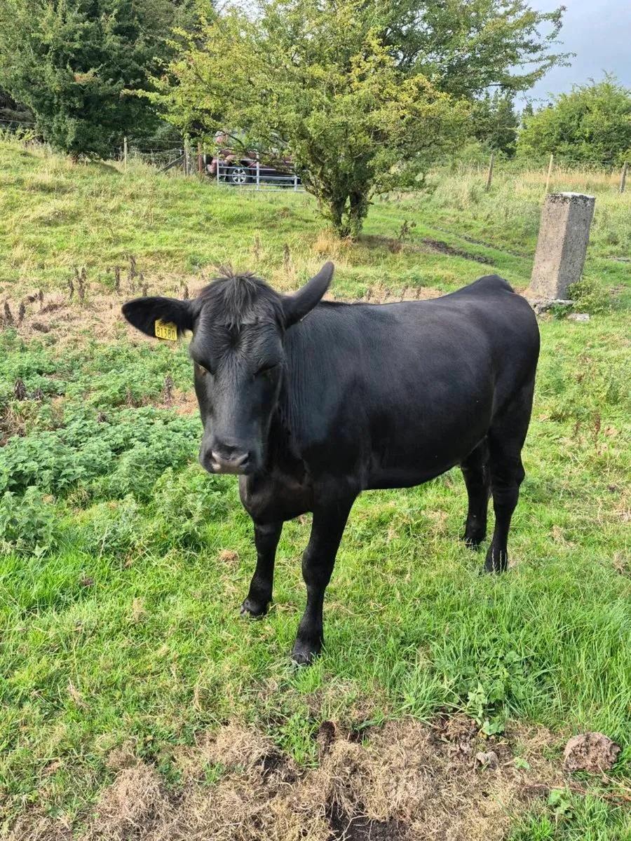 6 aax and Hex heifers - Image 3