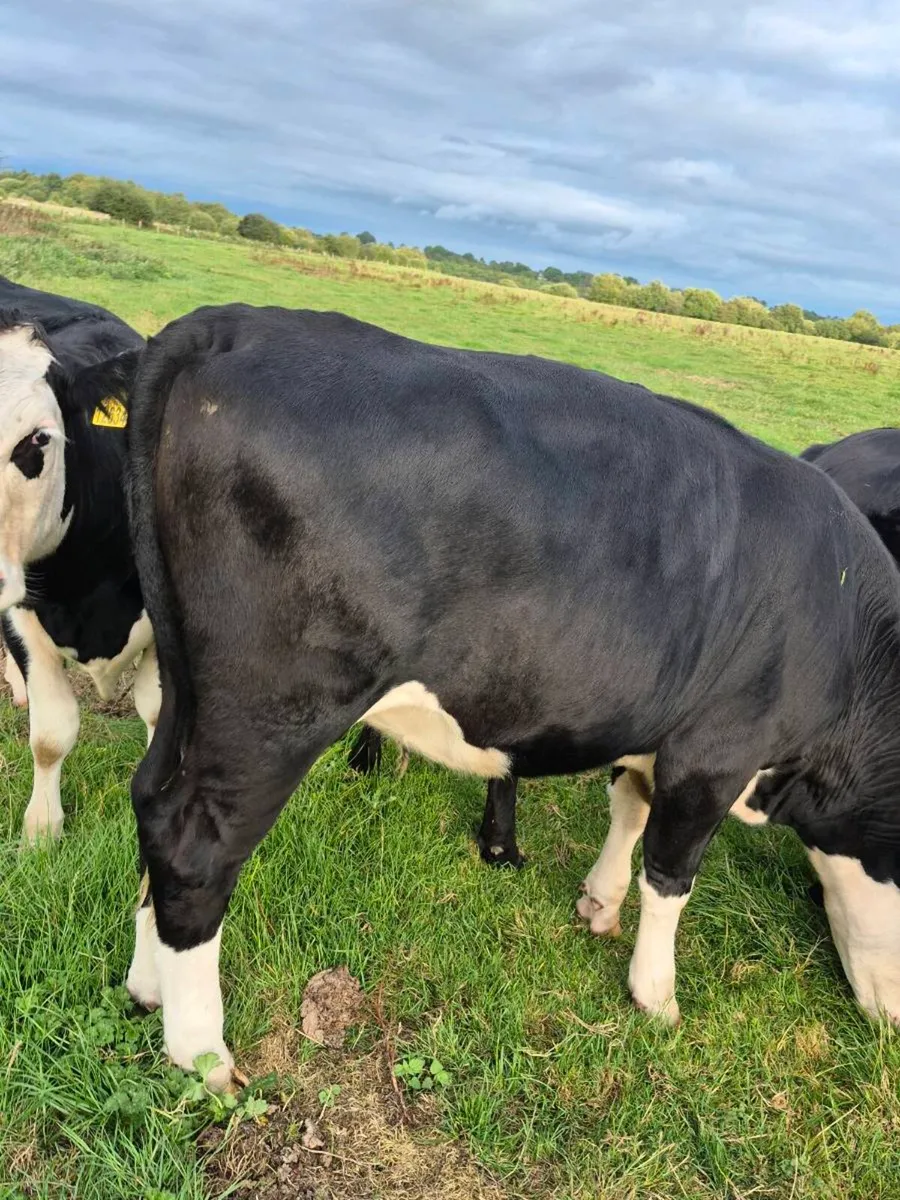 6 aax and Hex heifers - Image 4