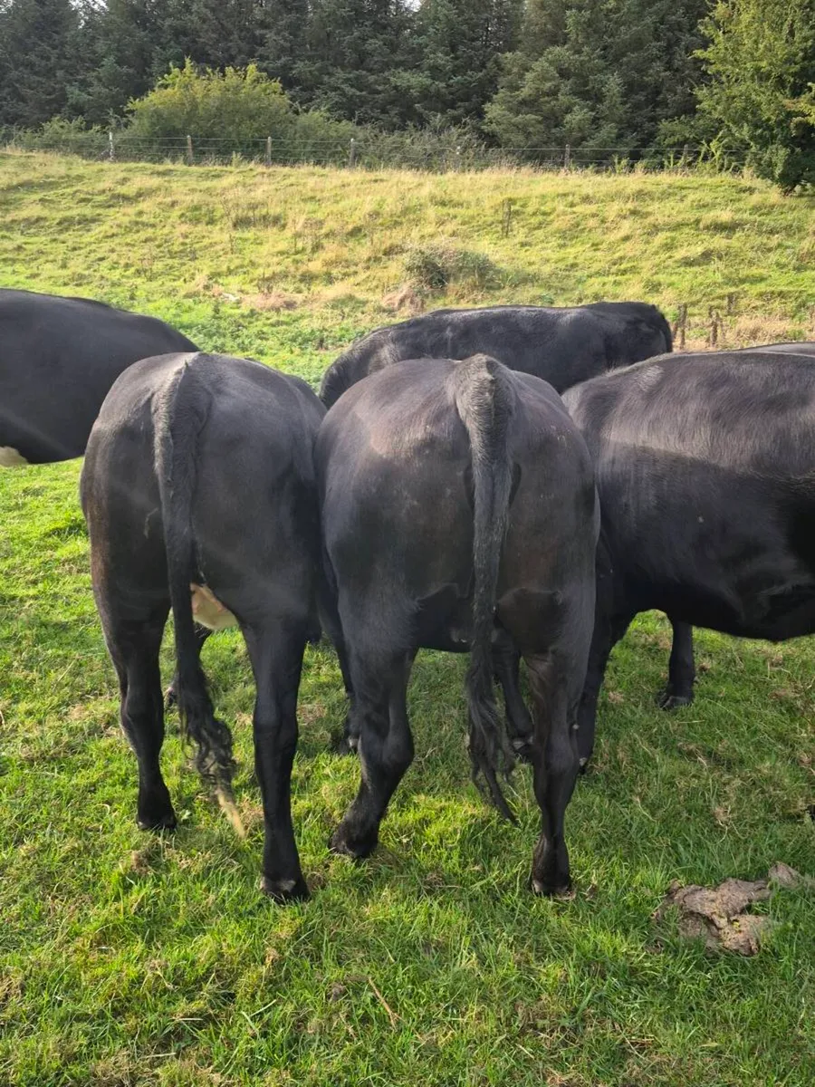 6 aax and Hex heifers - Image 1