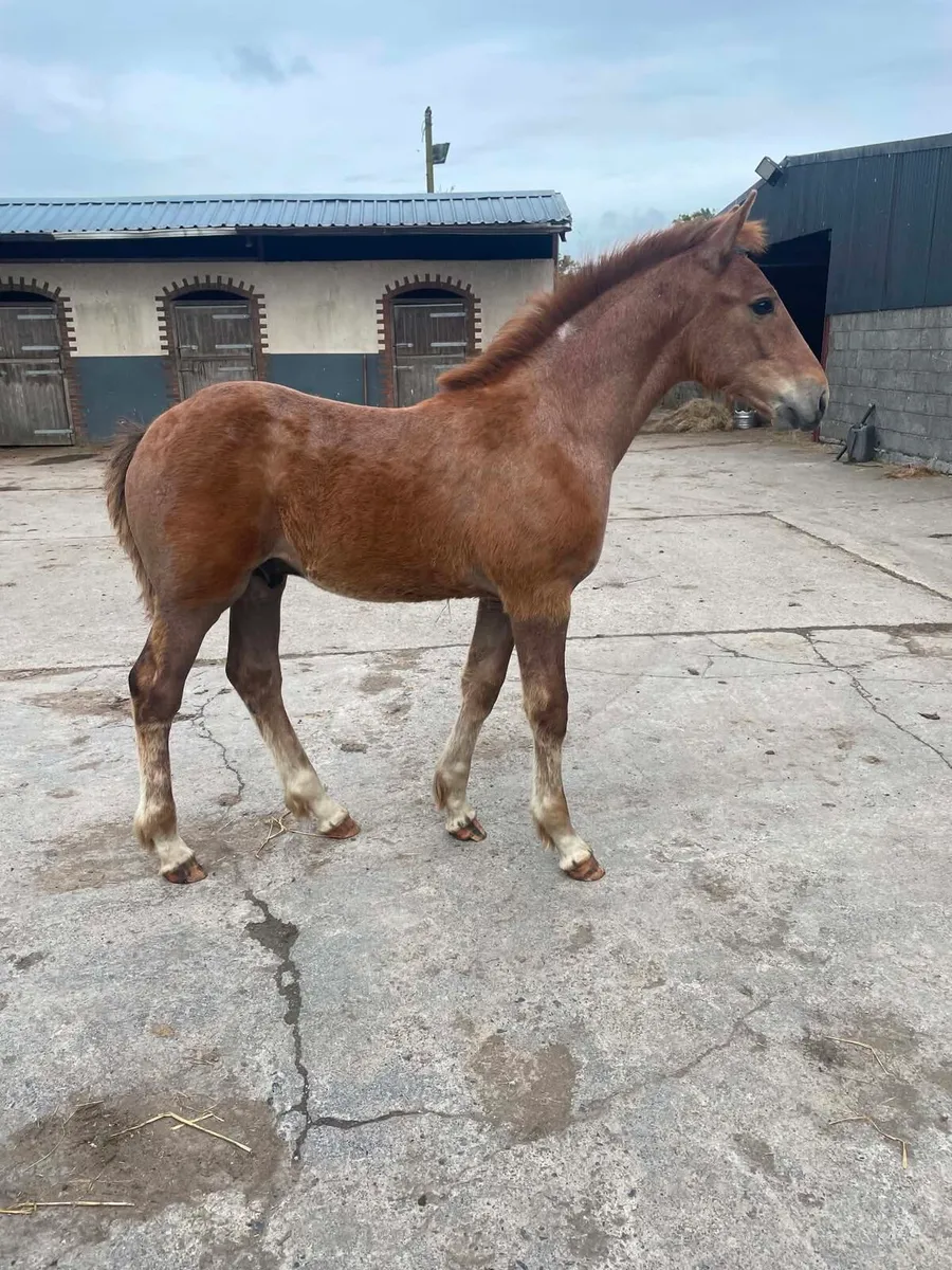 Irish draught/irish sport horse - Image 1