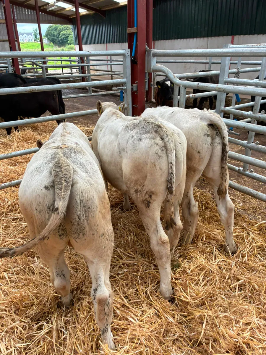 Charolais bulls - Image 1