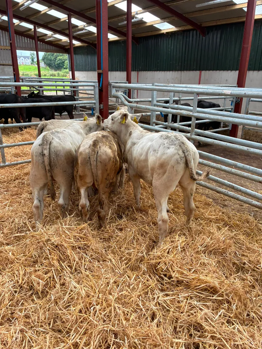 Charolais bulls - Image 4