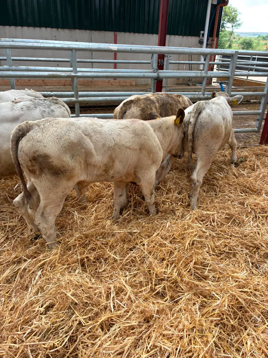 Charolais bulls - Image 2
