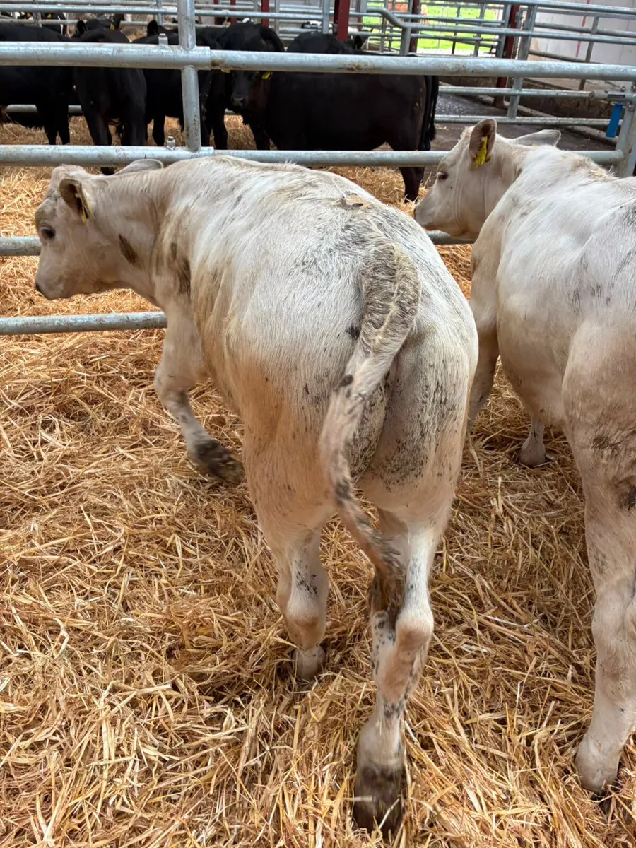 Charolais bulls - Image 3