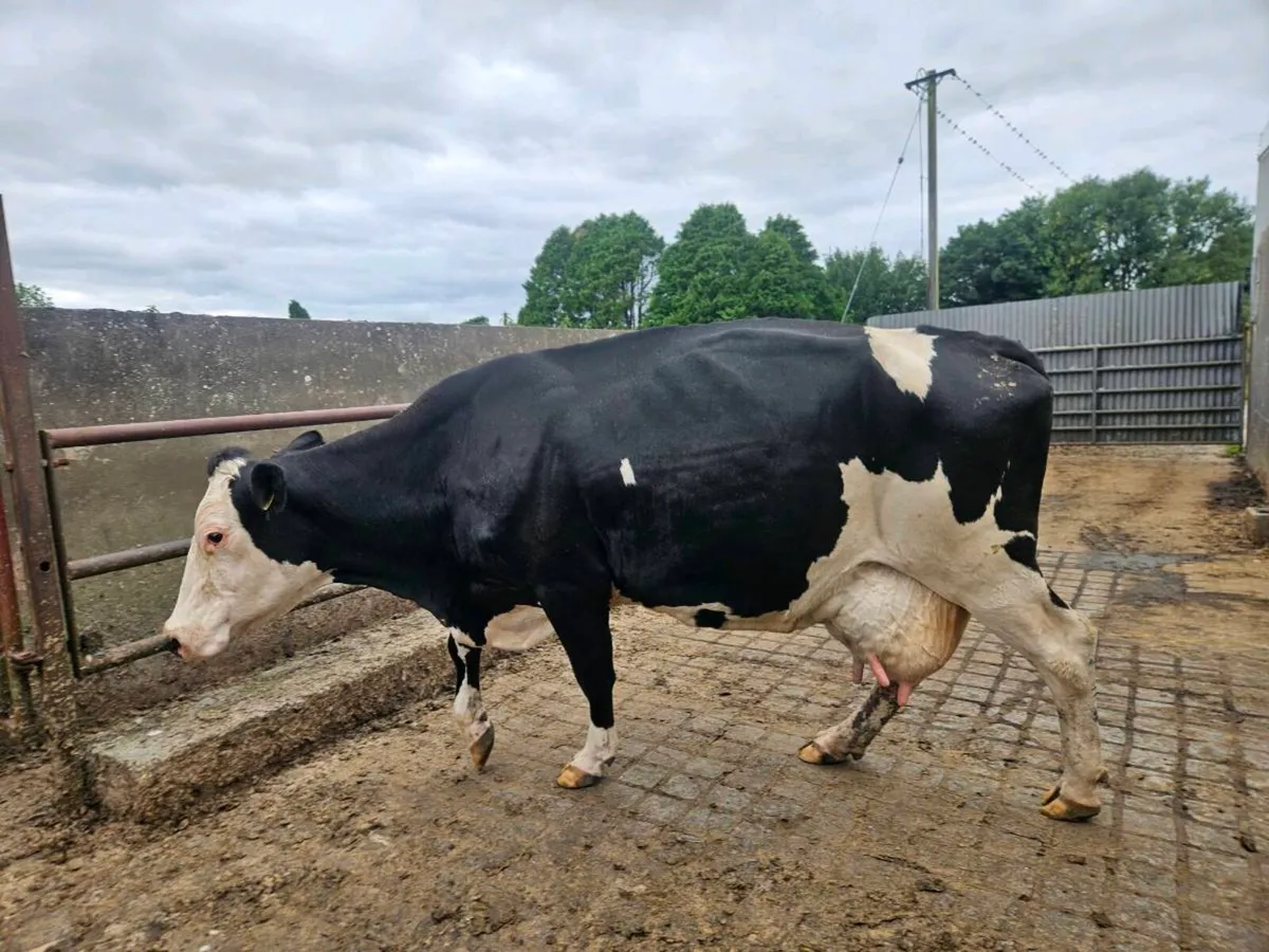 Cow