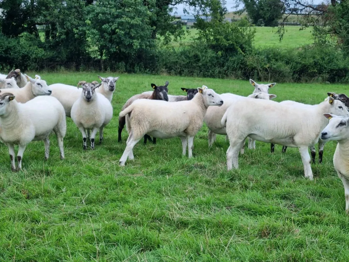 Hoggetts - Image 2