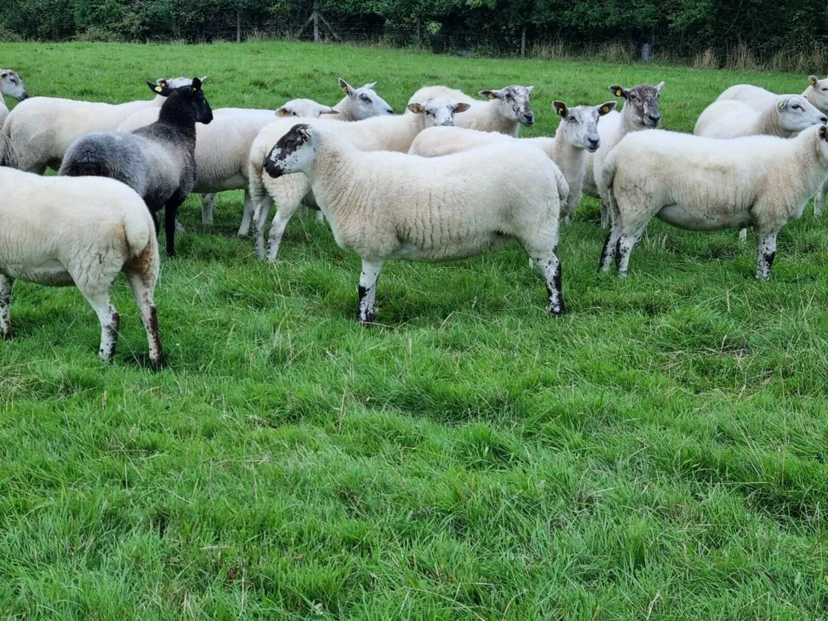 Hoggetts - Image 3