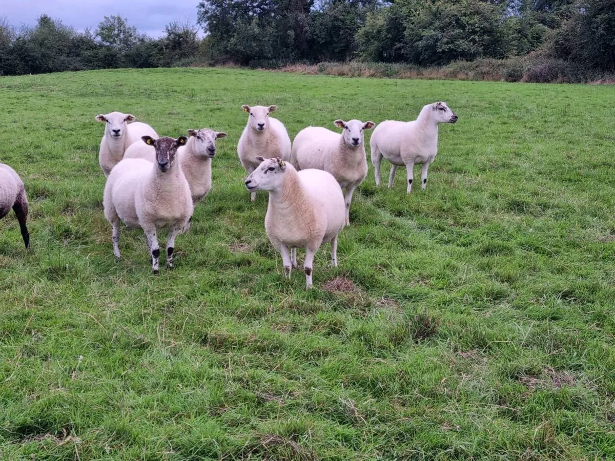Hoggetts - Image 4