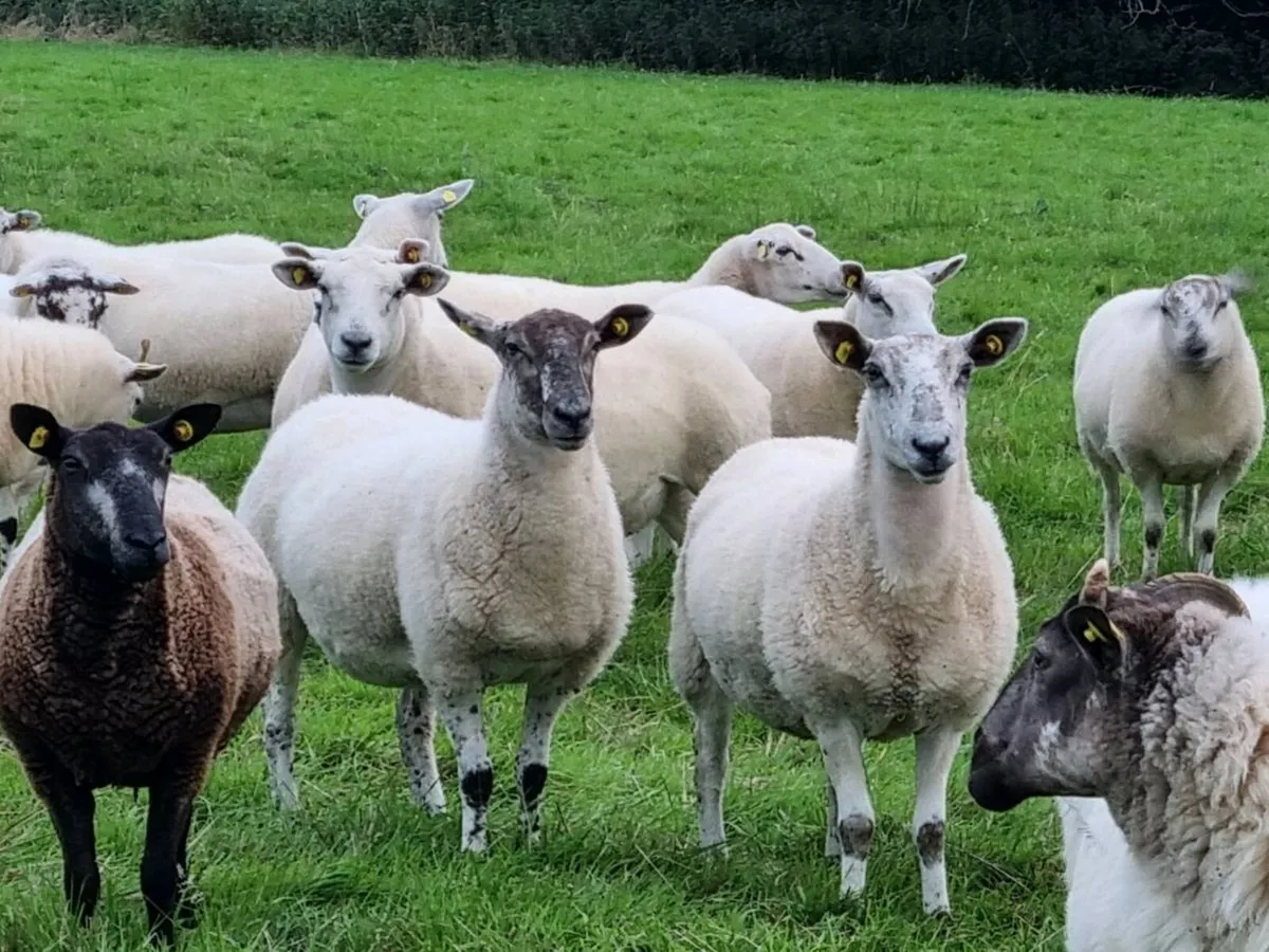 Hoggetts - Image 1