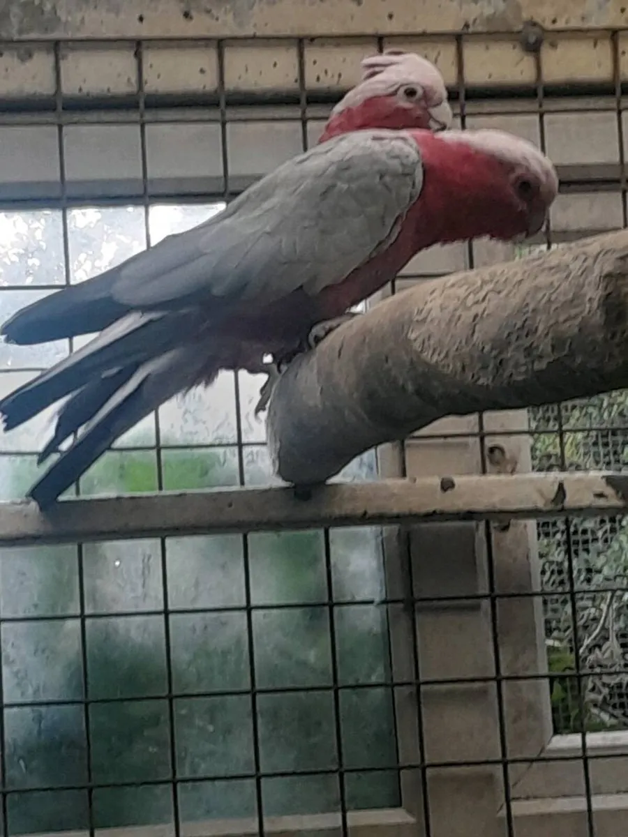 Birds - Image 1