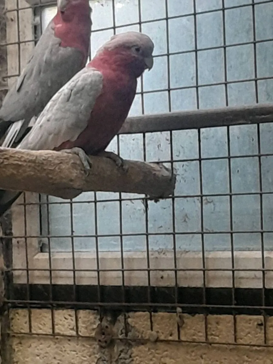 Birds - Image 3
