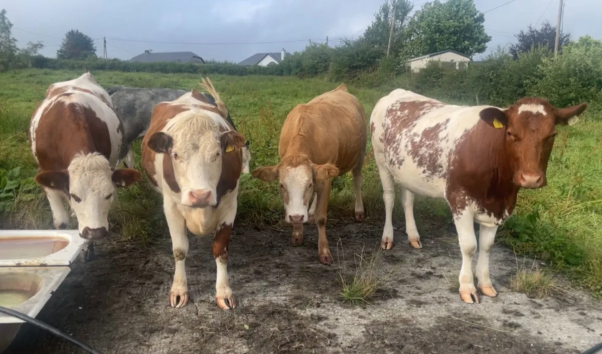 *SUPER QUALITY IN CALF SIMMENTAL & SHX HEIFERS* - Image 2
