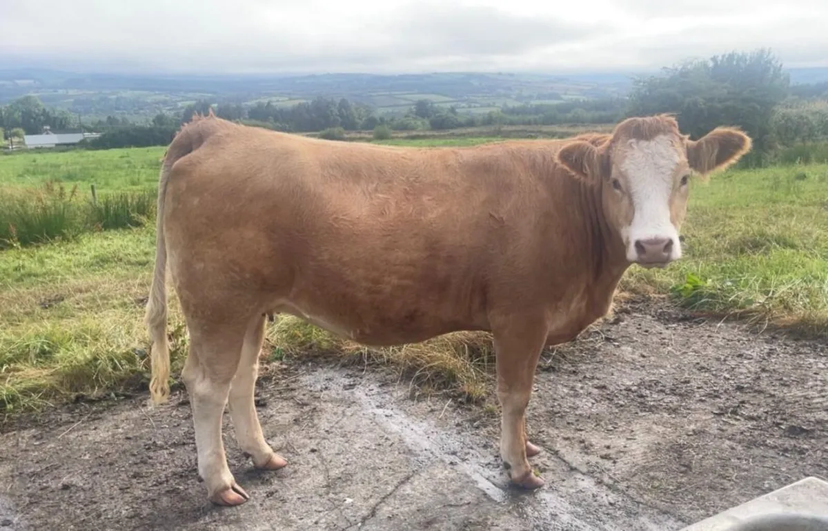 *SUPER QUALITY IN CALF SIMMENTAL & SHX HEIFERS* - Image 3