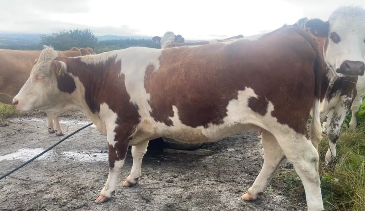 *SUPER QUALITY IN CALF SIMMENTAL & SHX HEIFERS* - Image 4