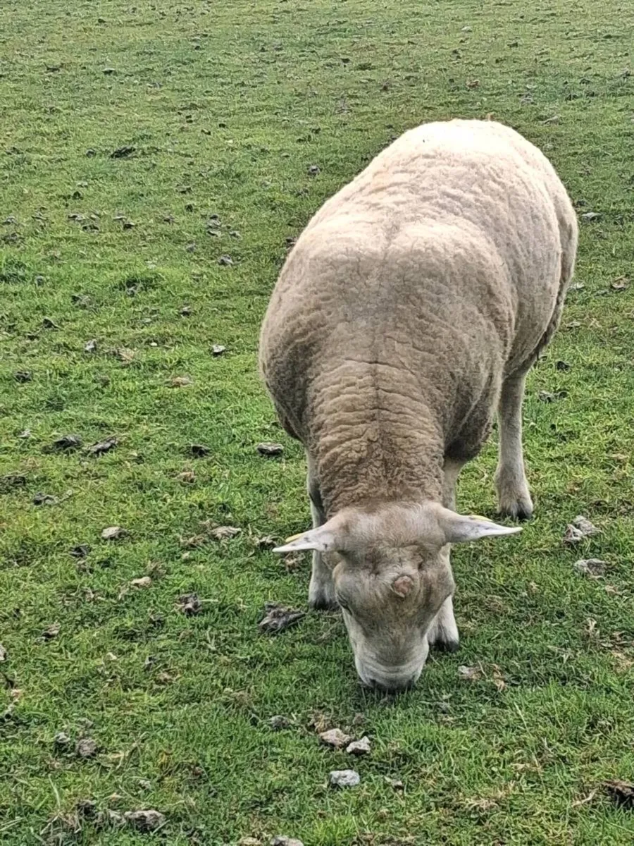 Hybrid texel ram - Image 3