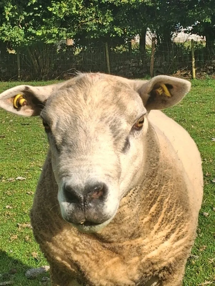 Hybrid texel ram - Image 1