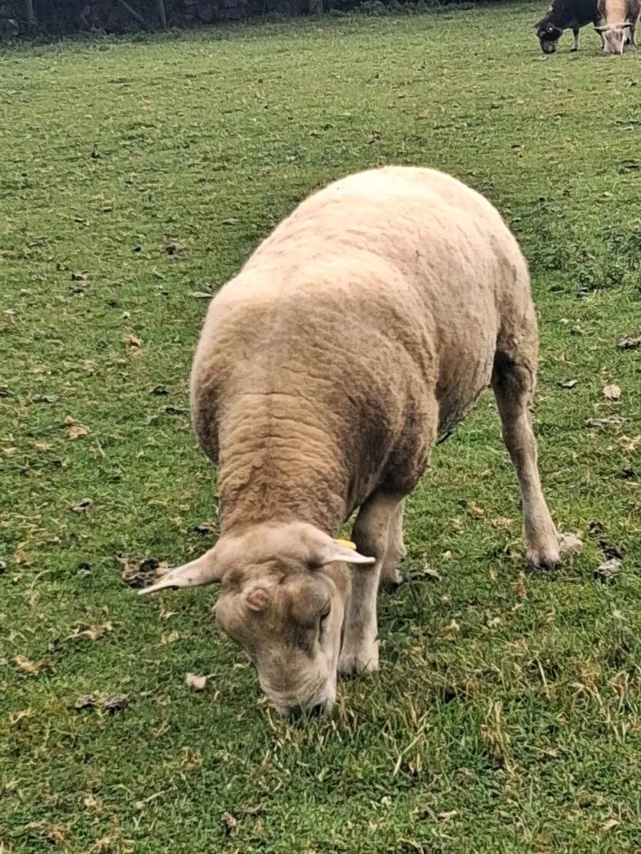 Hybrid texel ram - Image 4