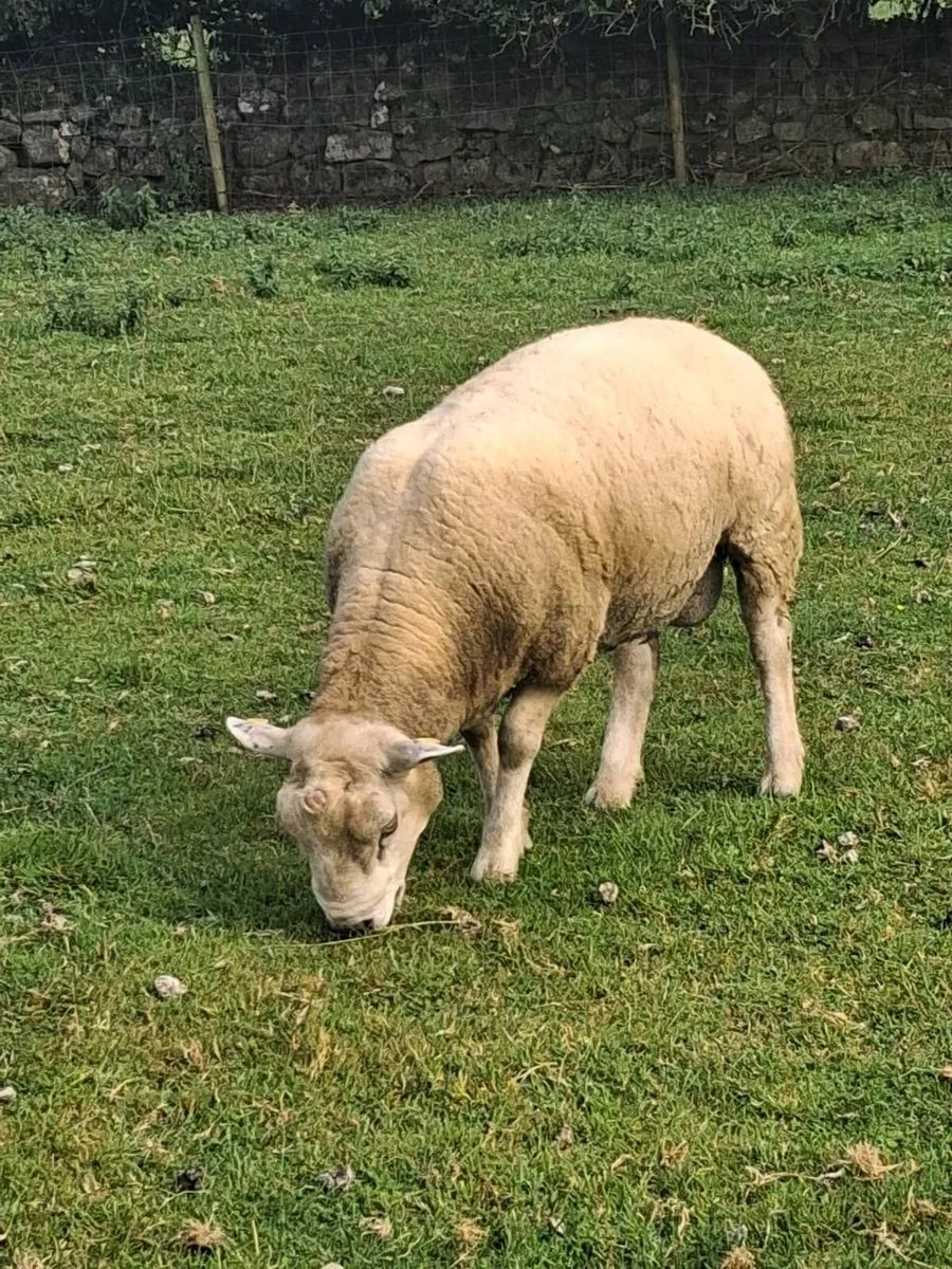 Hybrid texel ram - Image 2