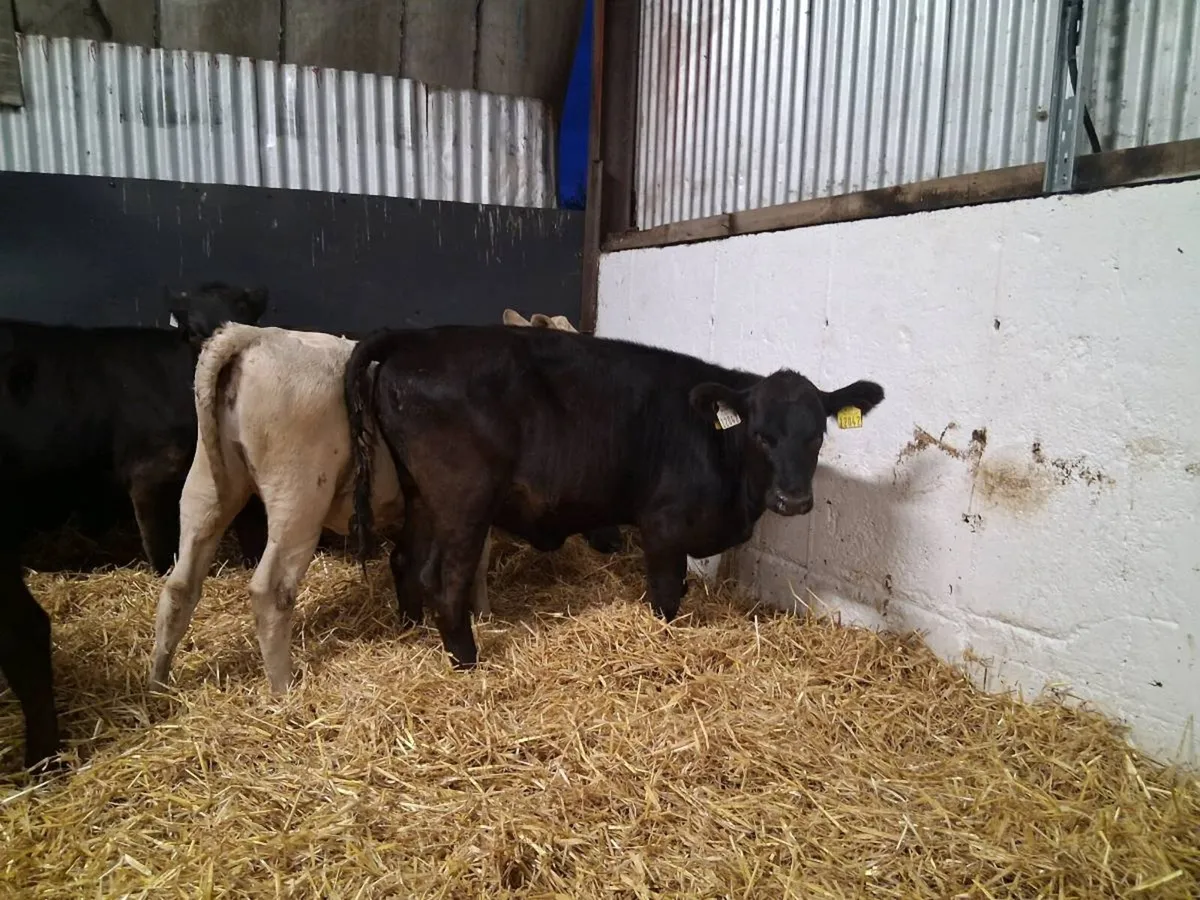 ⚫️HEIFER WEANLINGS ⚫️ - Image 2