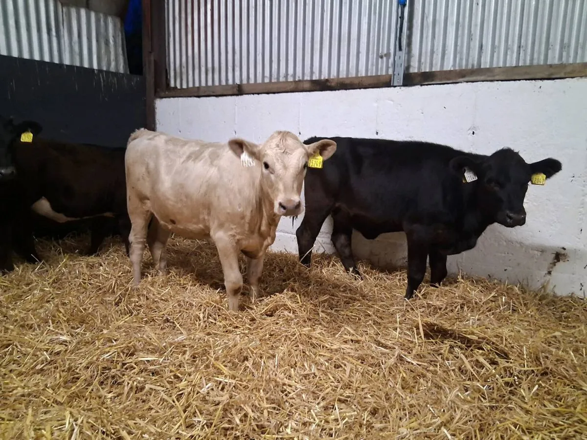 ⚫️HEIFER WEANLINGS ⚫️ - Image 1