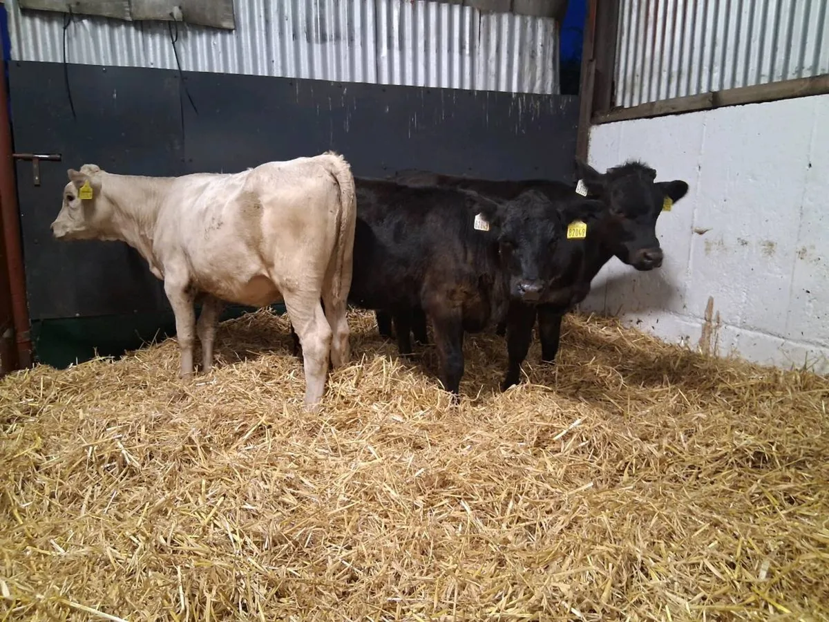 ⚫️HEIFER WEANLINGS ⚫️ - Image 3