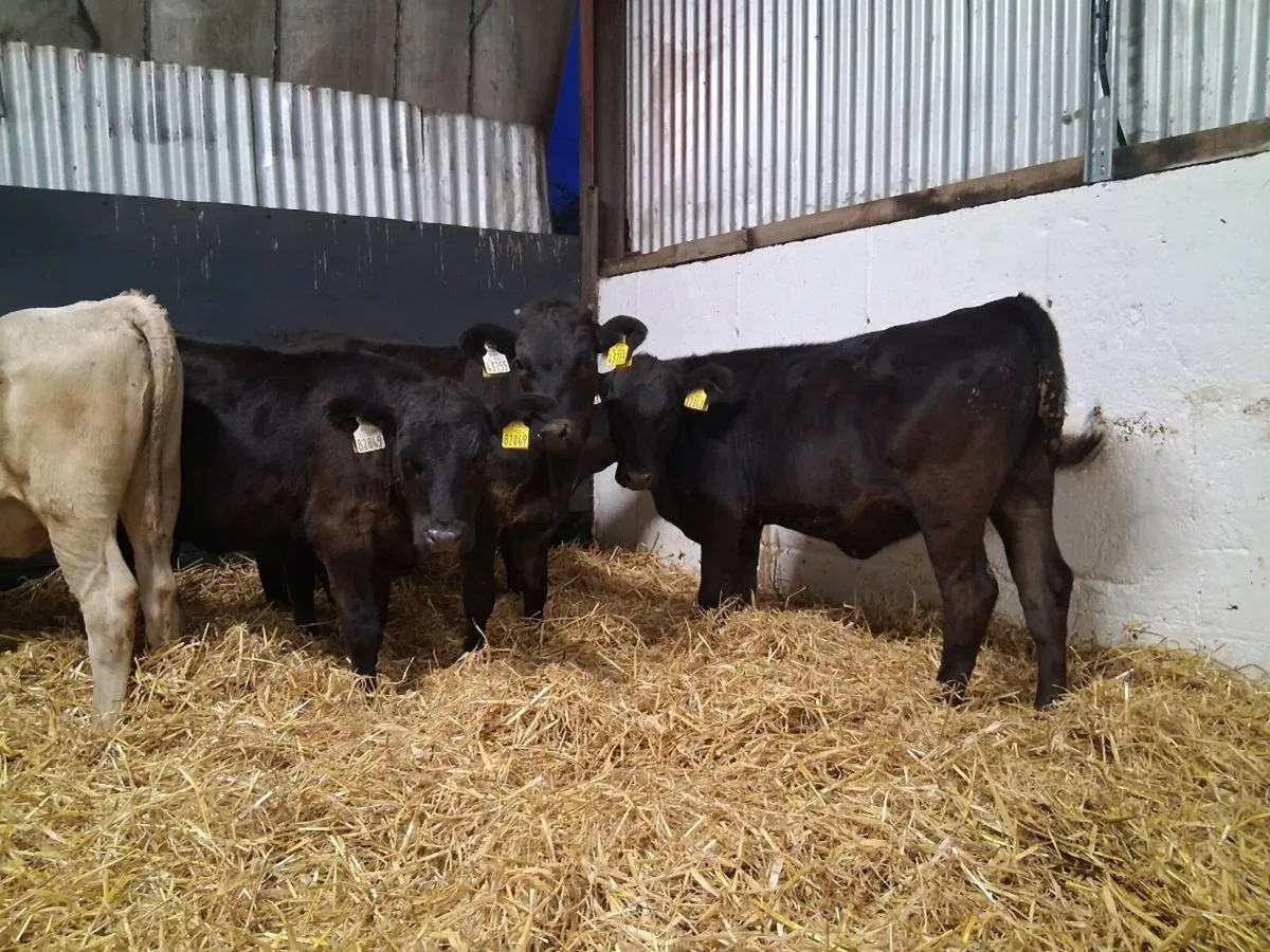 ⚫️HEIFER WEANLINGS ⚫️ - Image 4