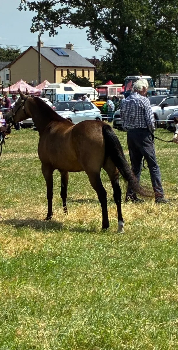 Pony - Image 2
