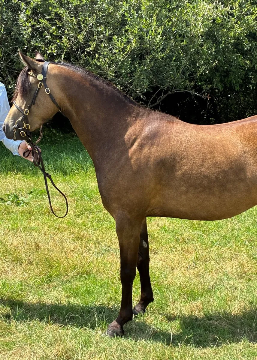 Pony - Image 3
