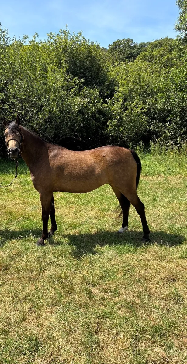 Pony - Image 1