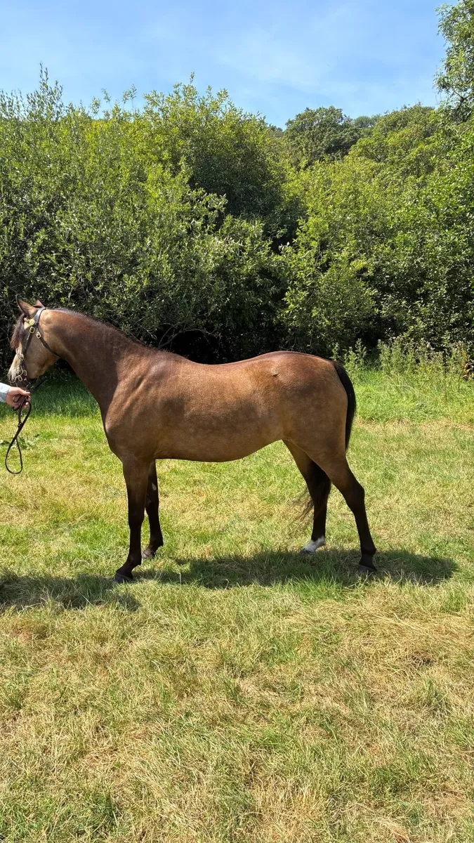 Pony - Image 4