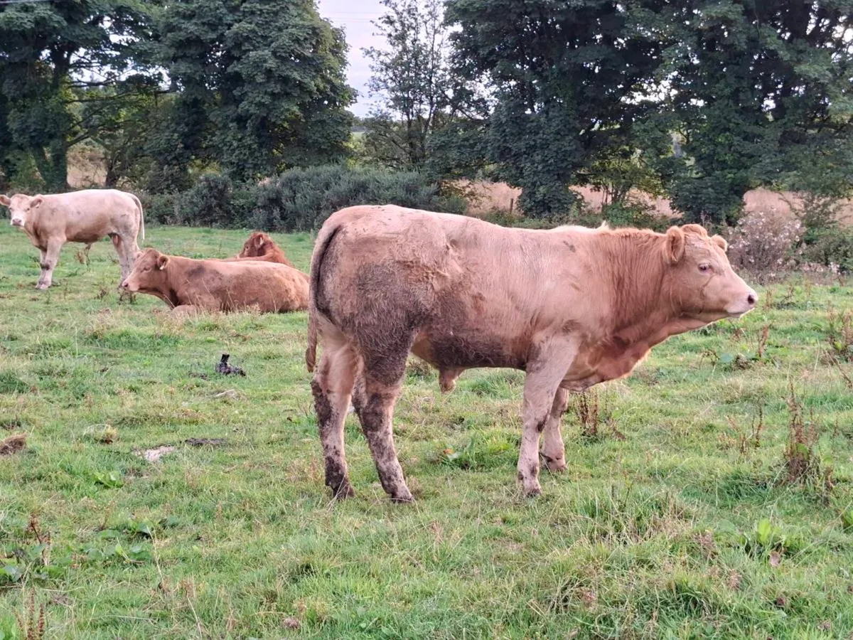 8 Smashing Charlaois Bullock Weanlings - Image 1