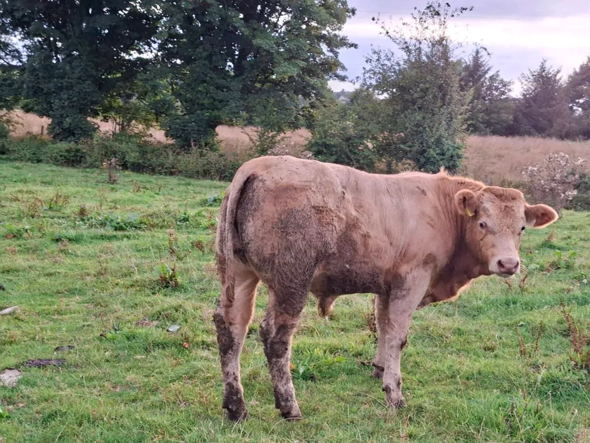 8 Smashing Charlaois Bullock Weanlings - Image 2