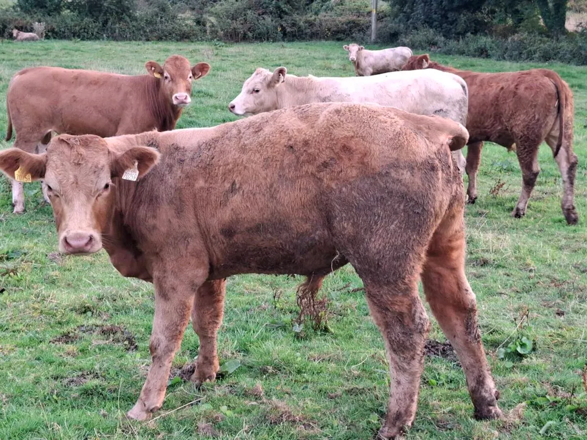 8 Smashing Charlaois Bullock Weanlings - Image 3