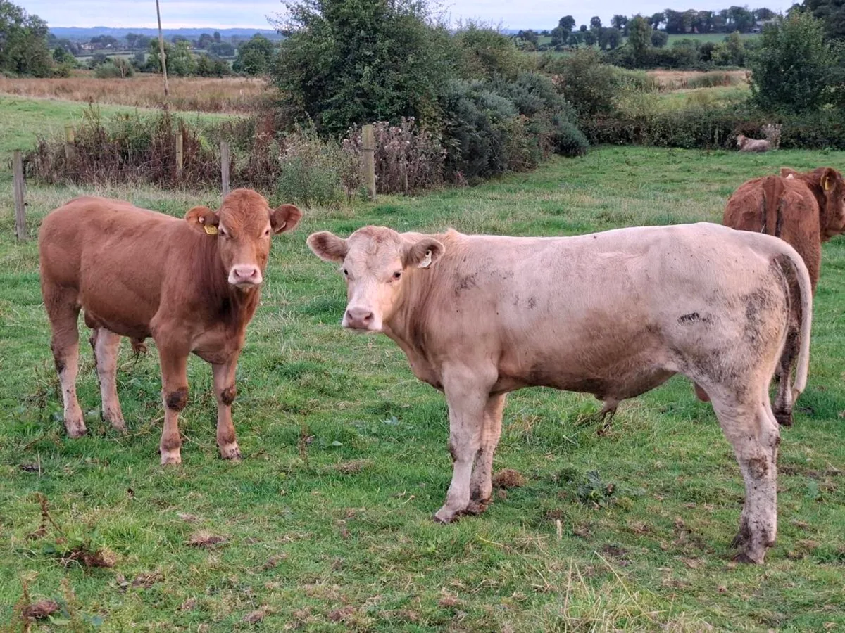 8 Smashing Charlaois Bullock Weanlings - Image 4