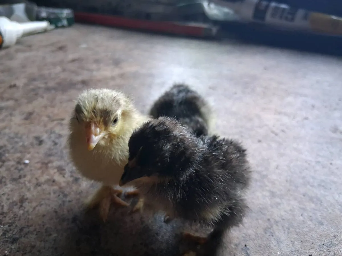 True bantam black pekin - Image 3