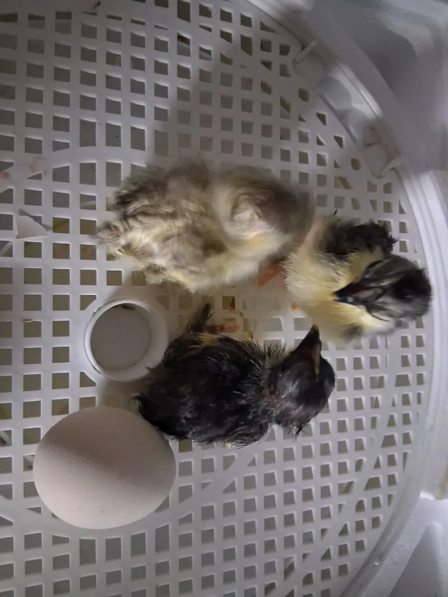 True bantam black pekin - Image 4
