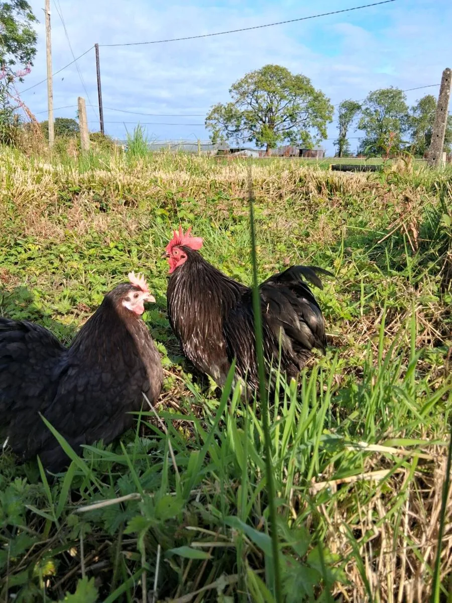 True bantam black pekin - Image 1