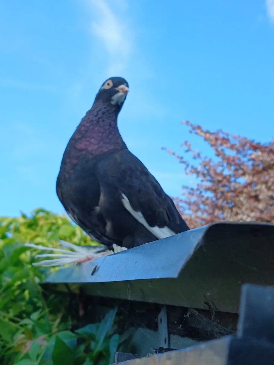 Tumbler Pigeons - Image 3