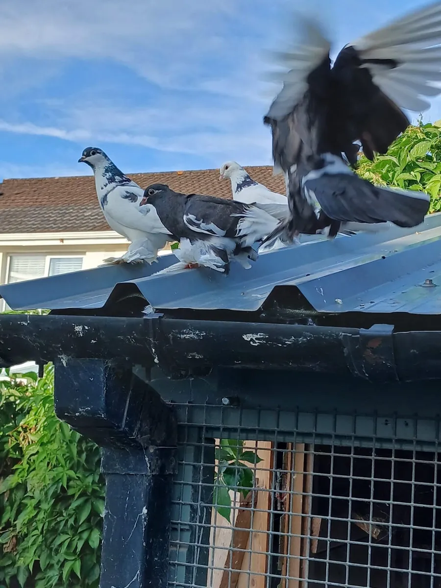 Tumbler Pigeons - Image 4