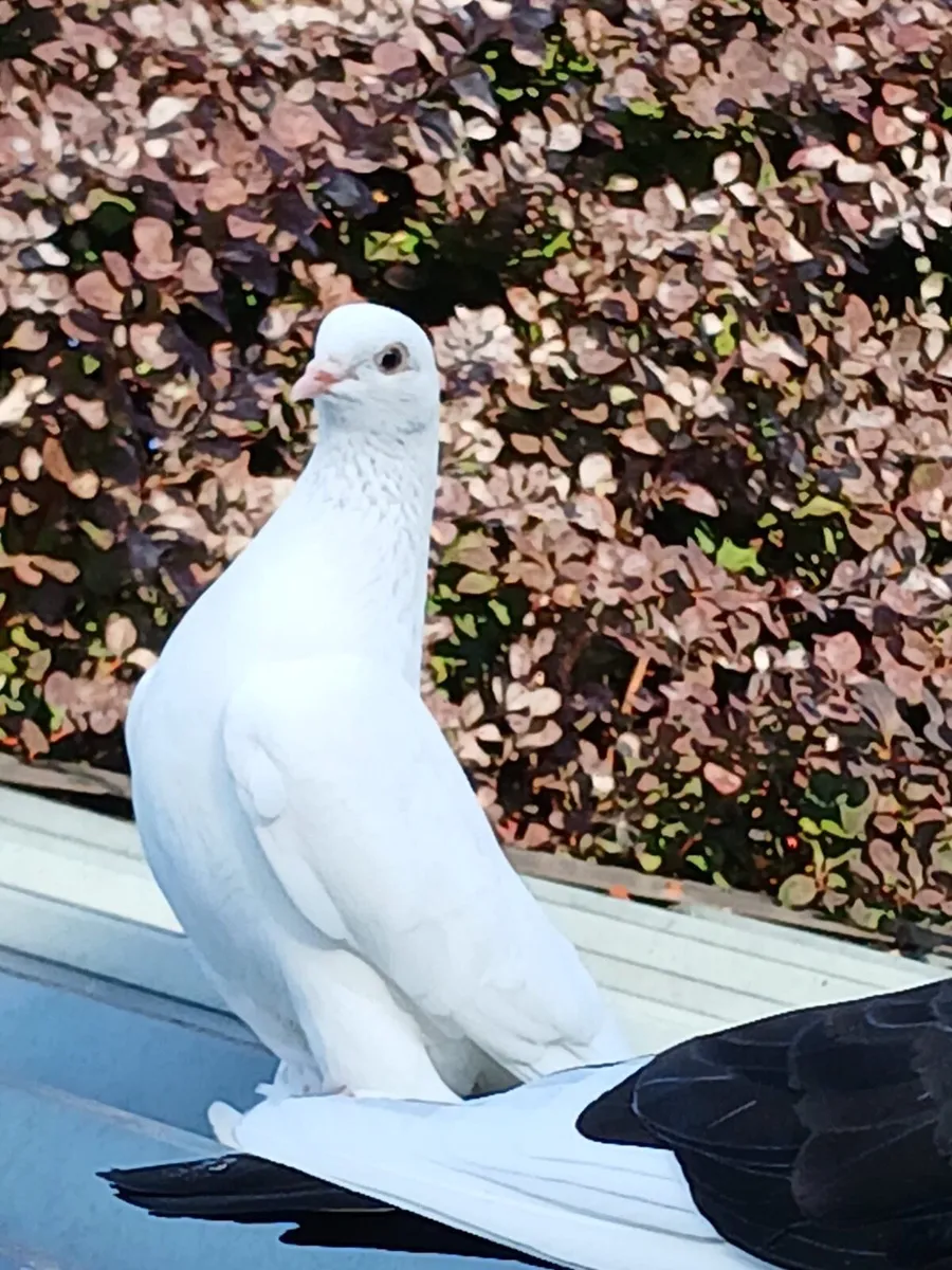 Tumbler Pigeons - Image 2