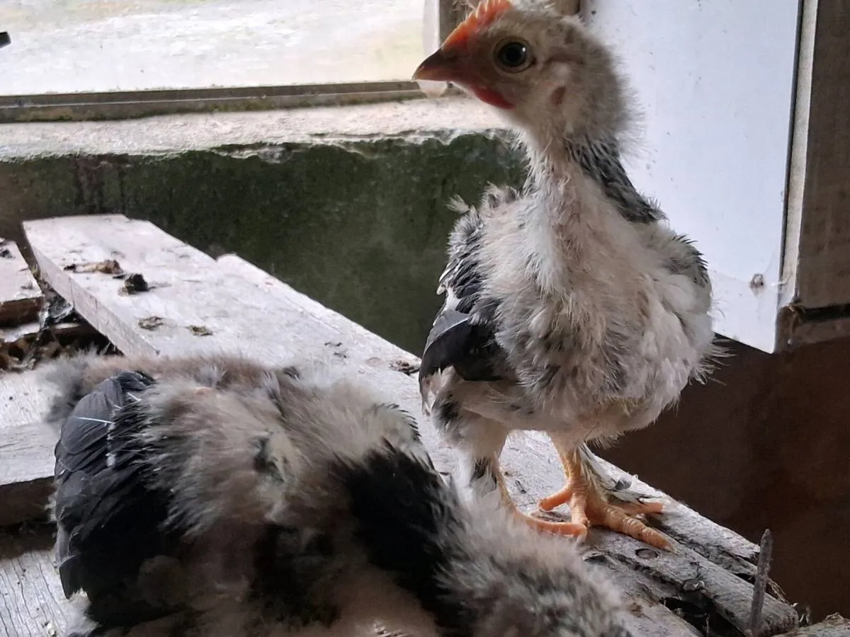 Sussex pullet - Image 2