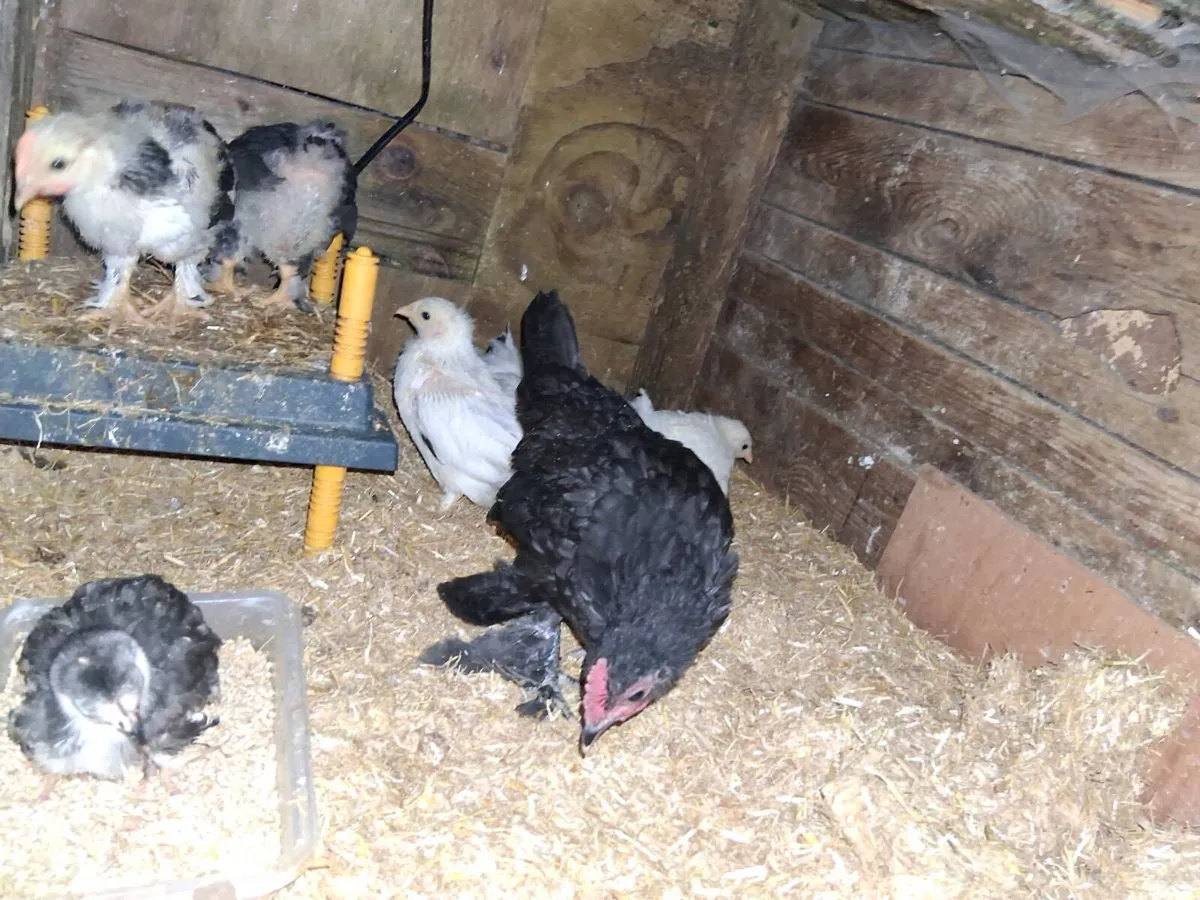Sussex pullet - Image 3